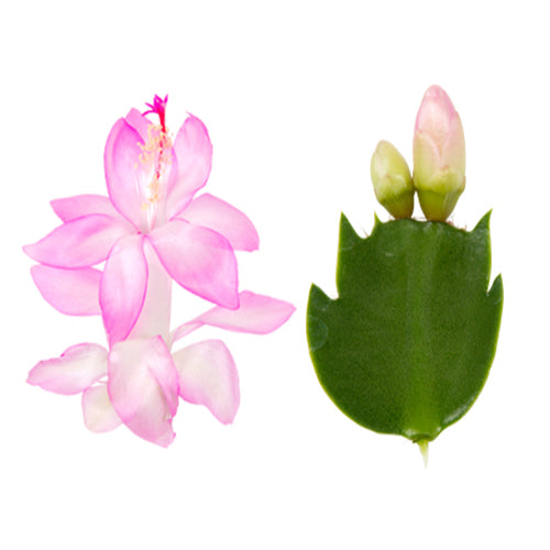 Schlumbergera ‘Ida’ (Craciunita) 2pp