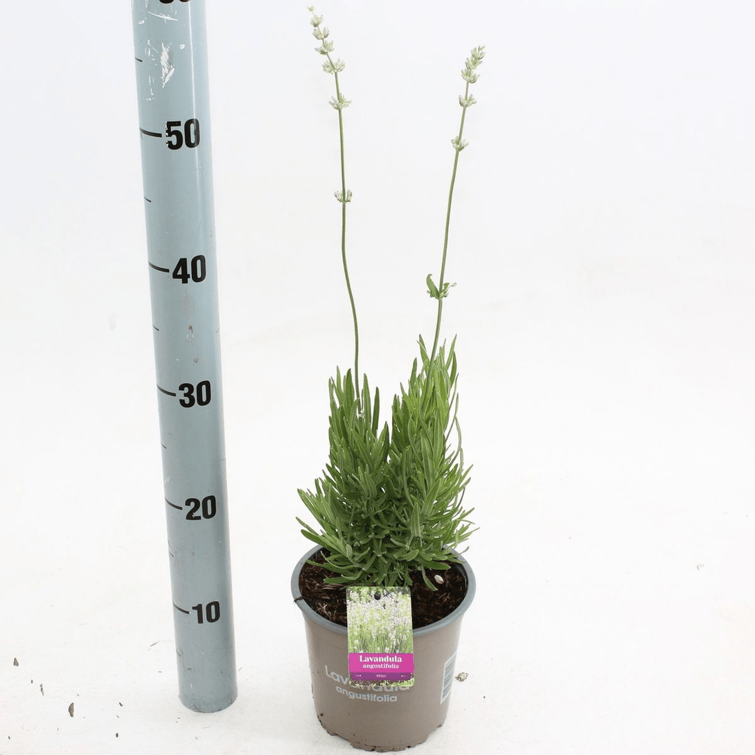 Lavanda roz in ghiveci - Lavandula angustifolia 'Rosea' (Jean Davis ...