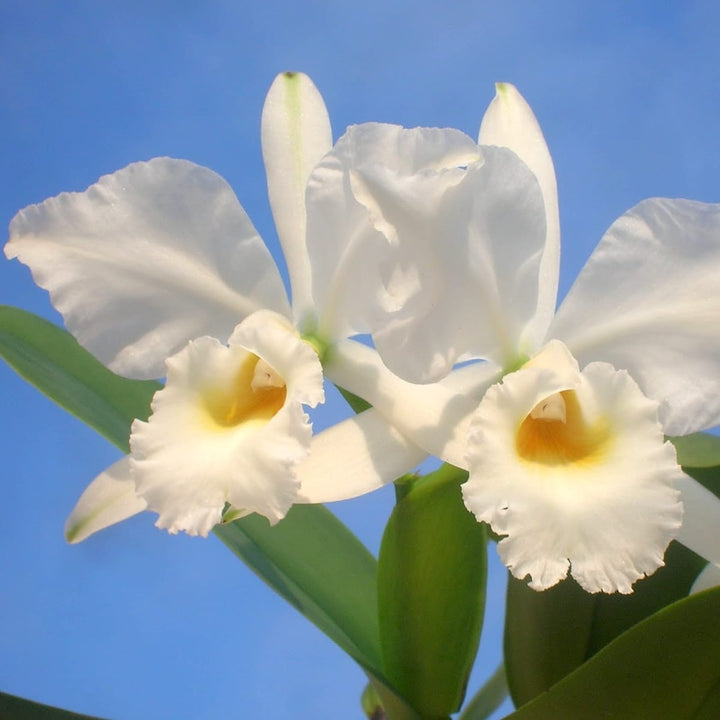 Cattleya labiata var. alba