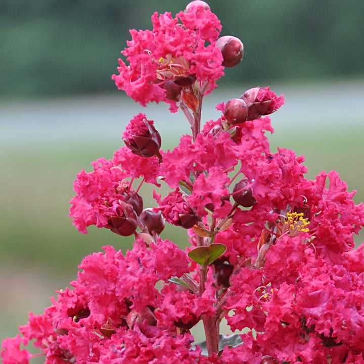 Lagerstroemia indica 'Braise d'Ete'