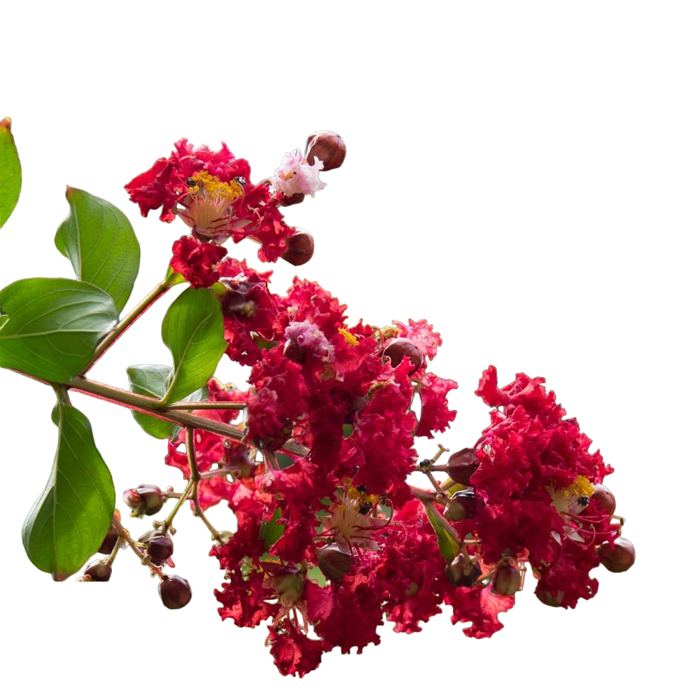 Liliac indian cu infloriri repetate - Lagerstroemia indica 'Double Feature'