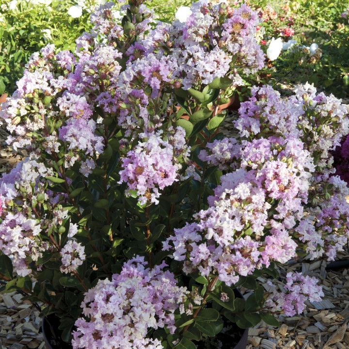 Lagerstroemia indica 'With Love Babe' ('Milaperl')