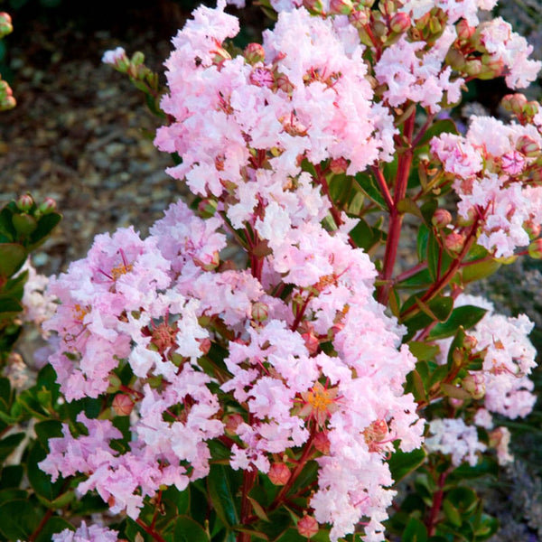 Lagerstroemia indica 'With Love Babe' ('Milaperl')