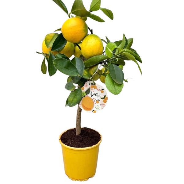 Lamai pe picior Citrus lemon 'Meyer' (Lisa)