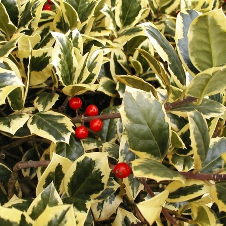 Ilex aquifolium 'Golden van Tol'