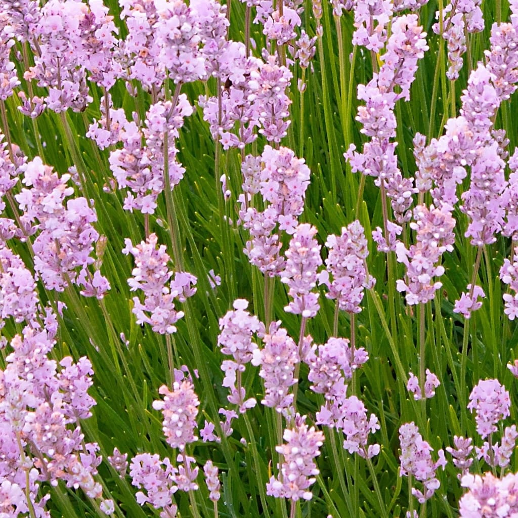 Pink lavender in pots - Lavandula angustifolia 'Rosea' (Jean Davis ...