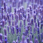 Lavandula angustifolia 'Munstead'