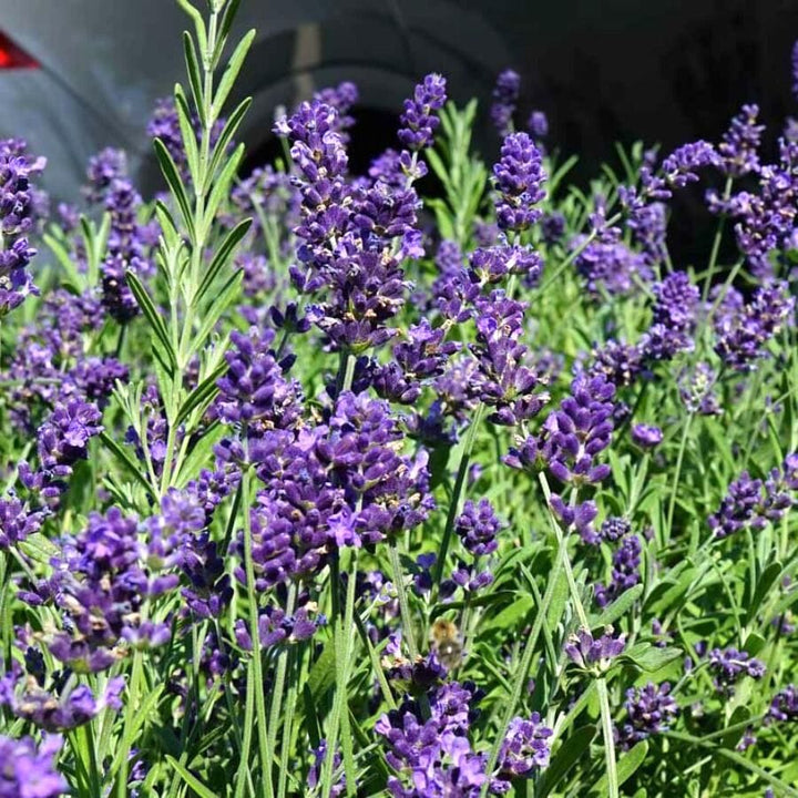 Lavandula angustifolia 'Ardeche Blue'