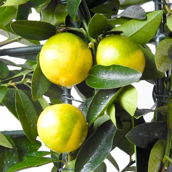 Limequat Lara (lime x kumquat)