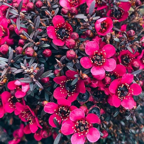 Leptospermum scoparium 'Red' (Tea Tree, Manuka)