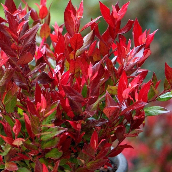 Leucothoe fontanesiana 'Little Flames'