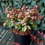 Leucothoe fontanesiana 'Makiejaz'®