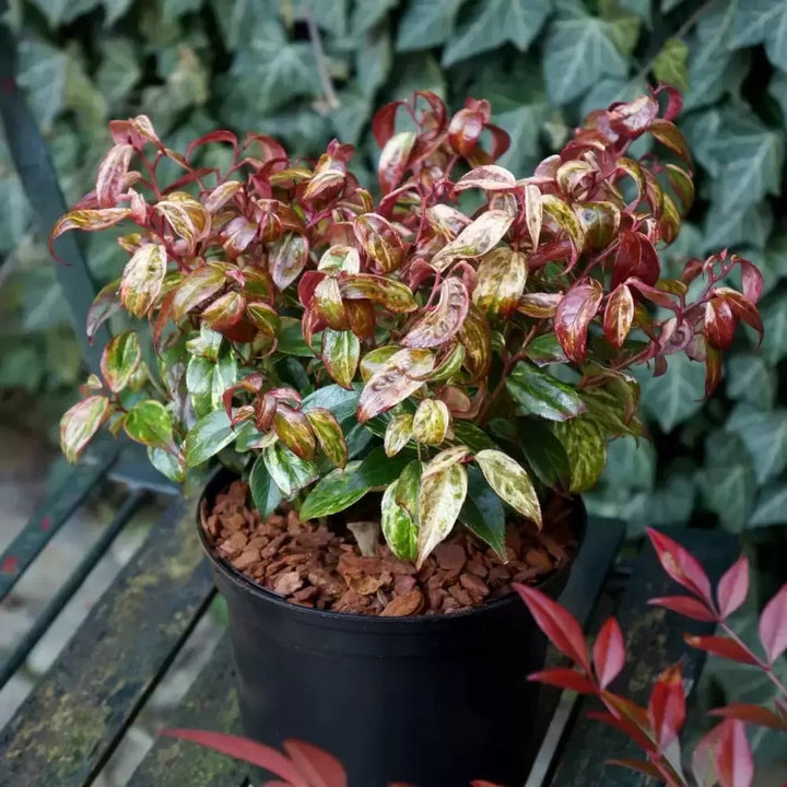 Leucothoe fontanesiana 'Makiejaz'®