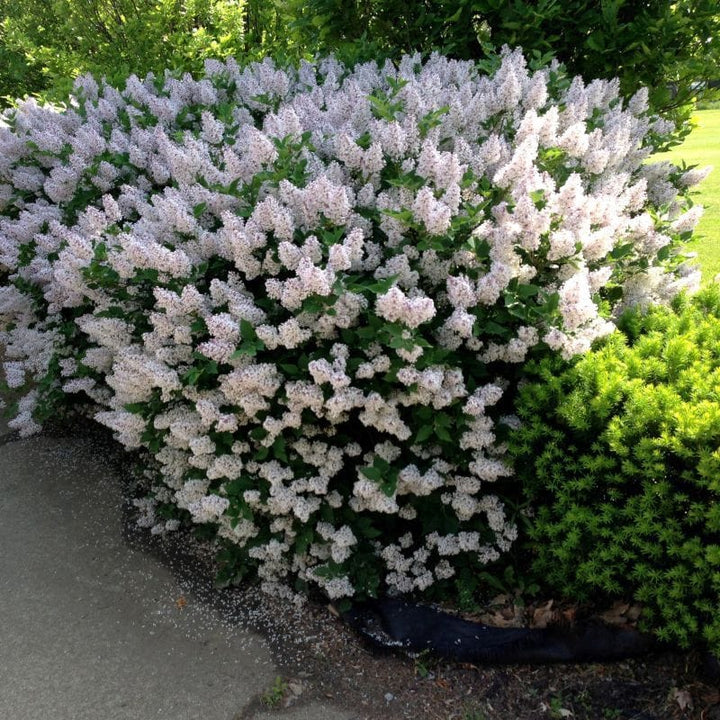 Syringa pubescens subsp. patula 'Miss Kim'