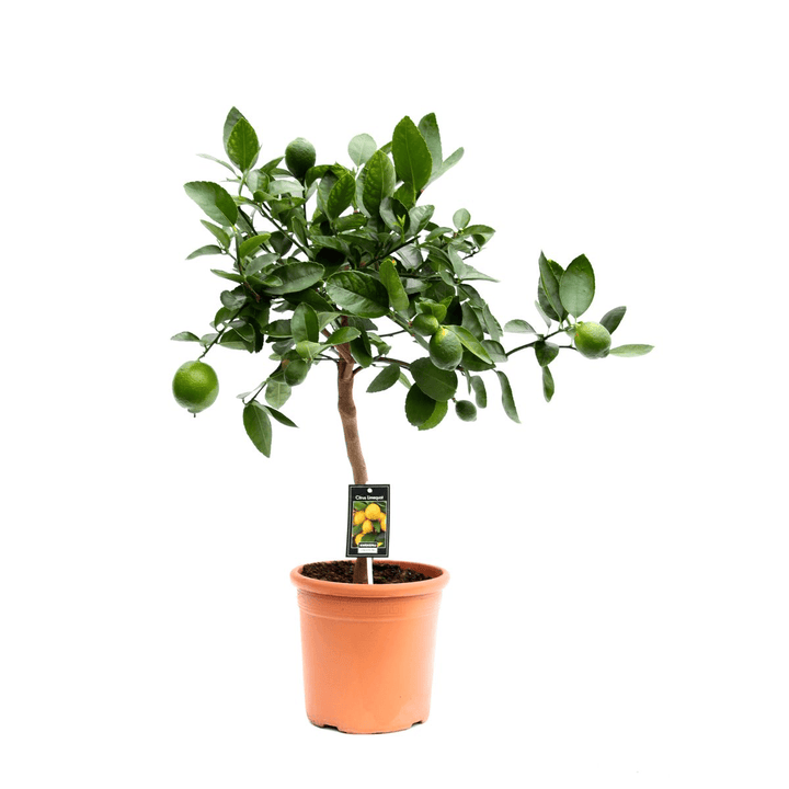 Lime pe picior - Citrus aurantifolia\