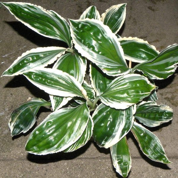 Liparis formosana 'Variegata'
