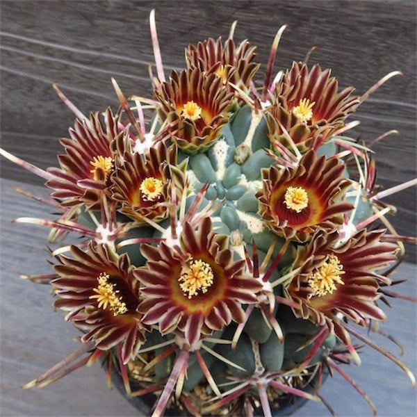 Glandulicactus mathssonii