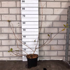 Lonicera fragrantissima (Caprifoi de iarna) - inflorire de iarna, parfum puternic