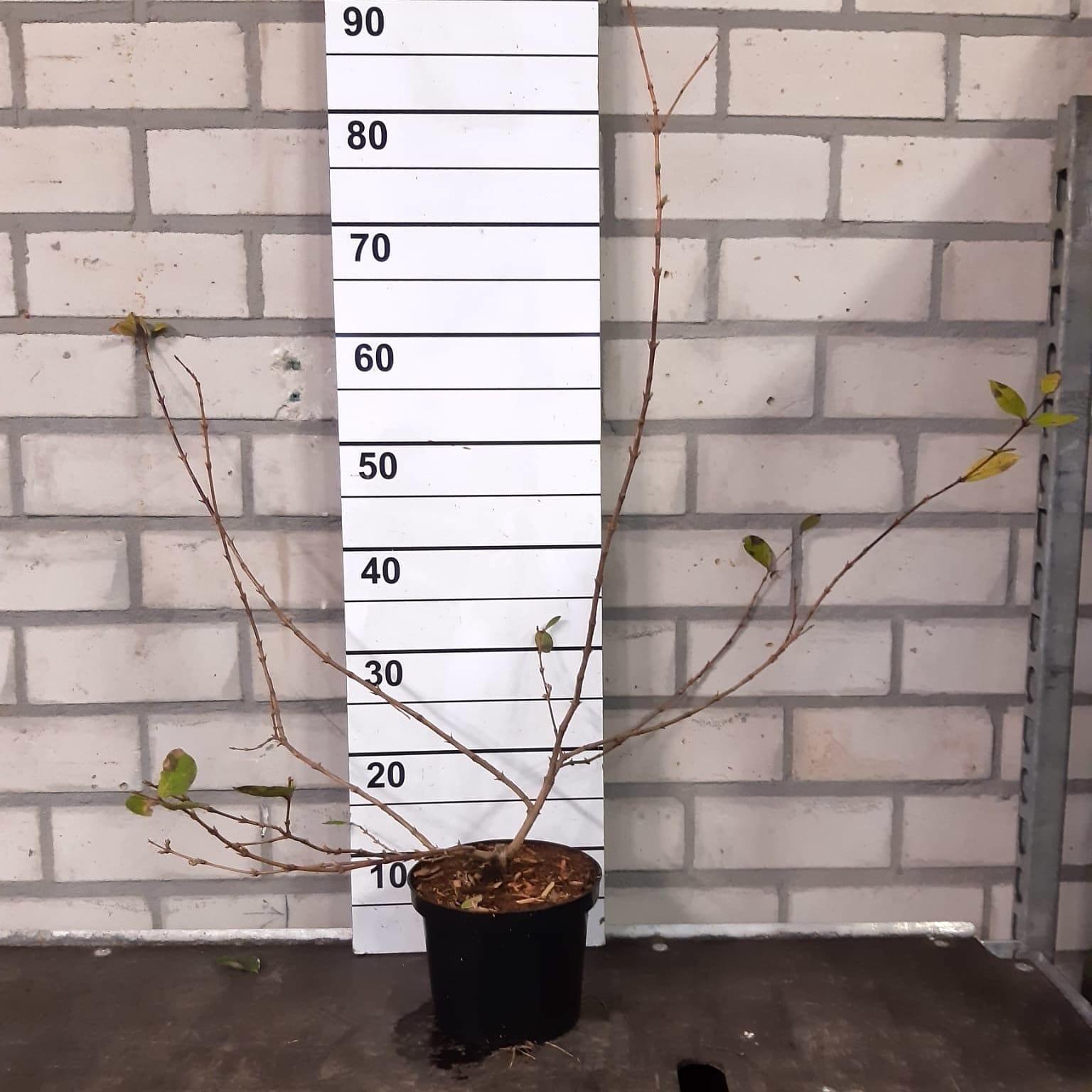 Lonicera fragrantissima (Caprifoi de iarna) - inflorire de iarna, parfum puternic