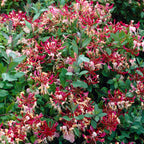 Lonicera periclymenum 'Belgica' - Mana Maicii Domnului, Caprifoi rosu