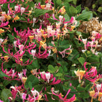 Lonicera periclymenum 'Belgica' - Mana Maicii Domnului, Caprifoi rosu