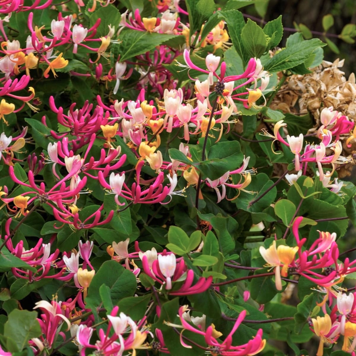 Lonicera periclymenum 'Belgica' - Mana Maicii Domnului, Caprifoi rosu