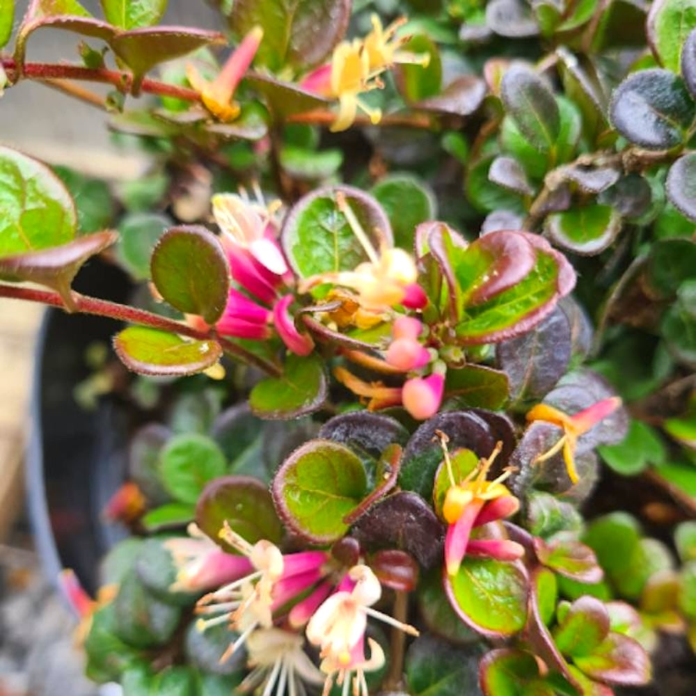 Lonicera crassifolia 'Little Honey' (Evergreen)