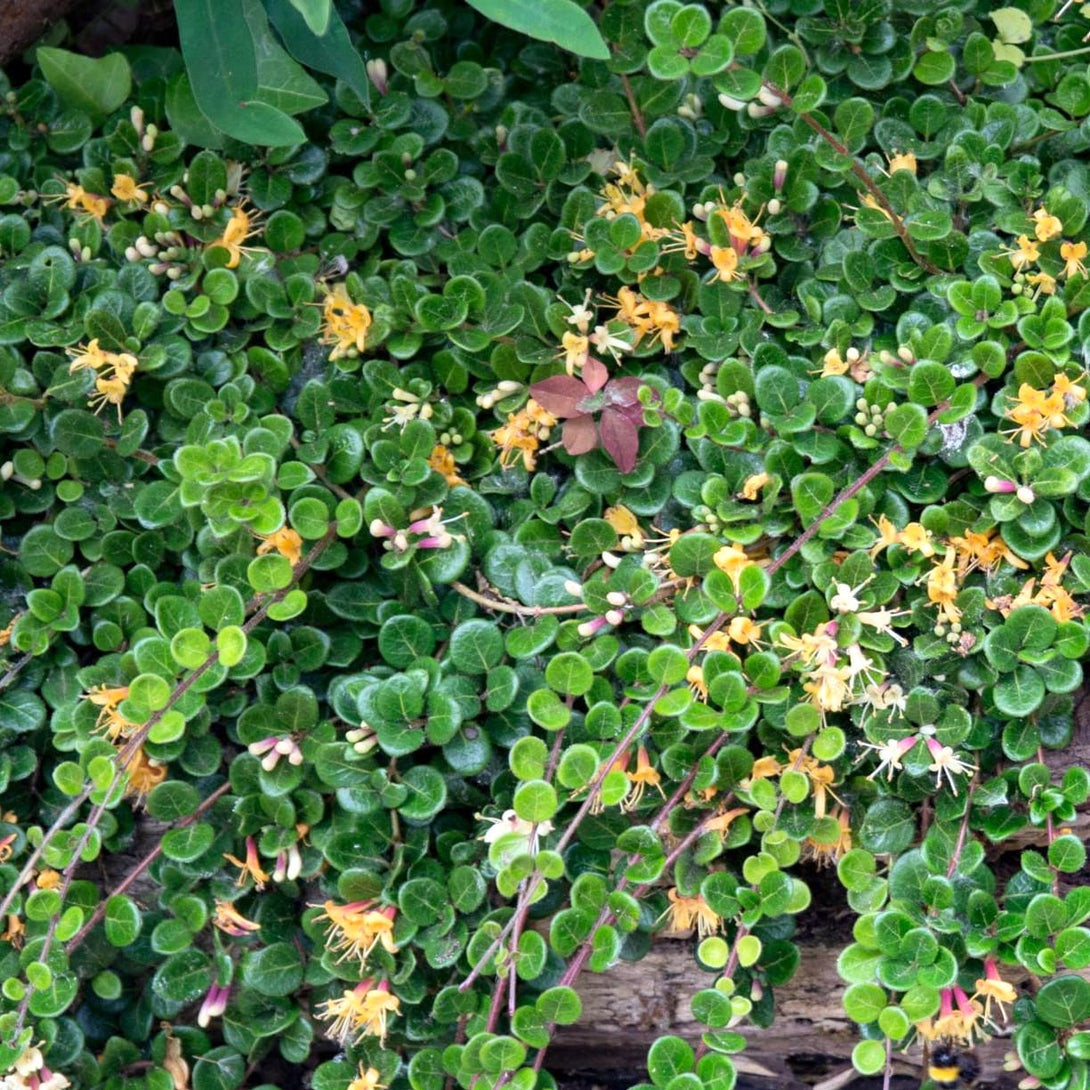 Lonicera crassifolia 'Little Honey' (Evergreen)