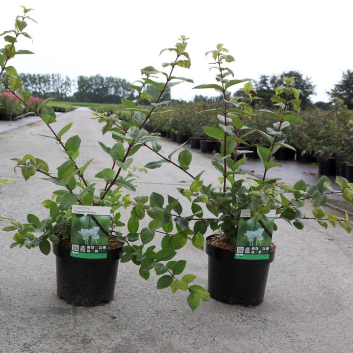 Lonicera fragrantissima (Caprifoi de iarna)