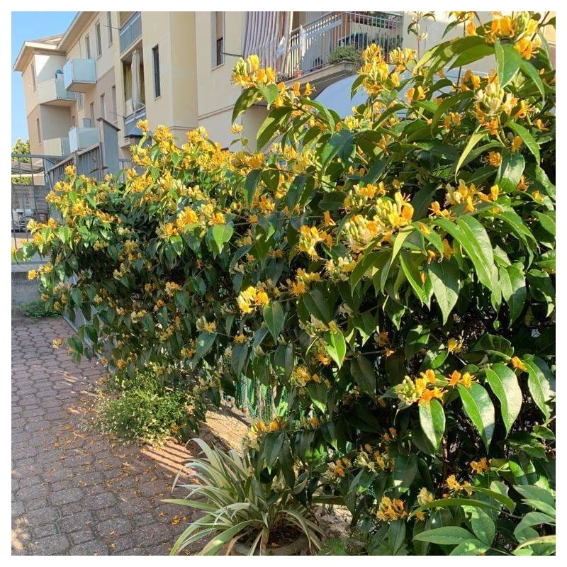 Lonicera henryi 'Copper Beauty'