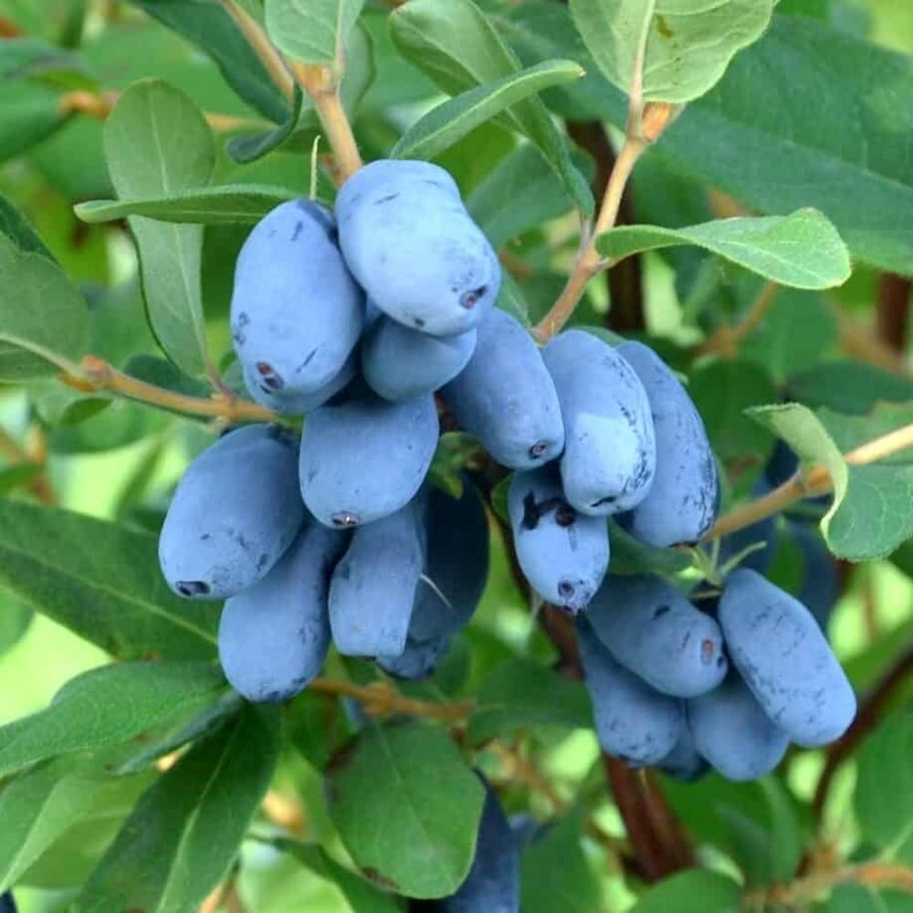 Lonicera kamtschatica 'Indigo Gem' 