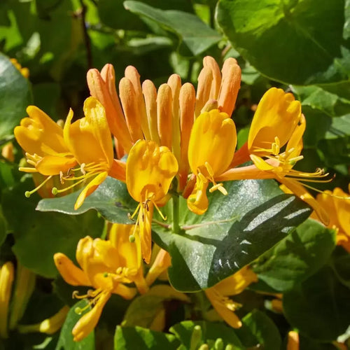 Lonicera tellmanniana – nagy virágú, narancs-arany lonc finom illattal –  Secret Garden Plant Shop