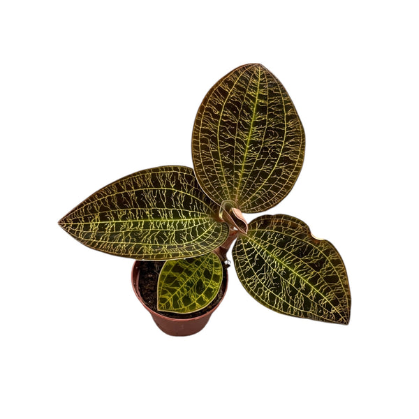 Macodes petola 'Gold' (Jewel Orchid)