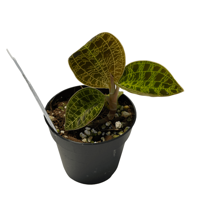 Macodes petola Gold (Jewel Orchid)