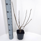 Magnolia loebneri 'Leonard Messel'