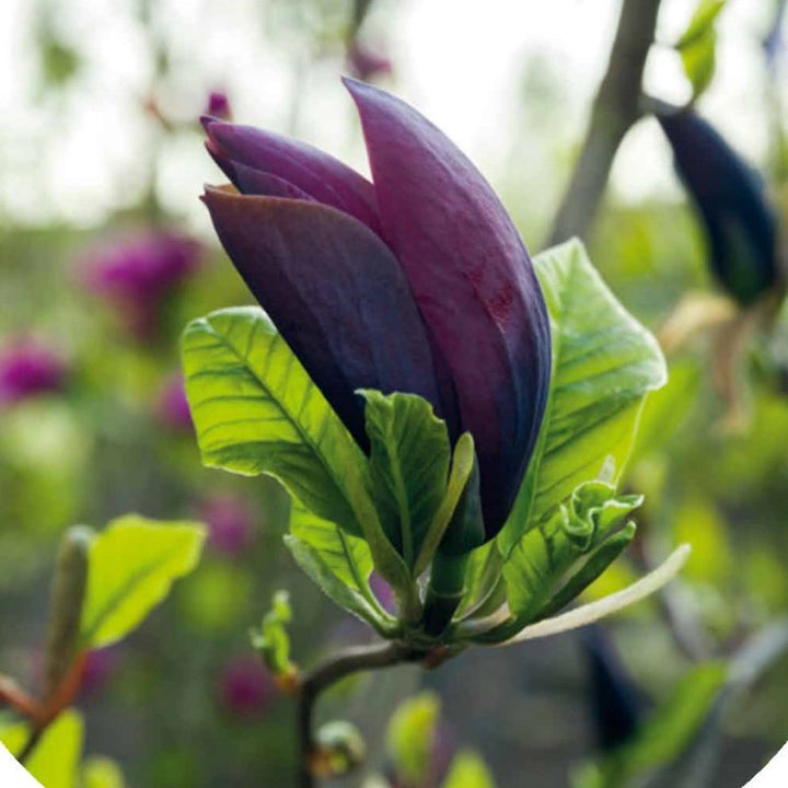 Magnolia 'Black Beauty'