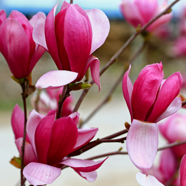 Magnolia 'Fire'