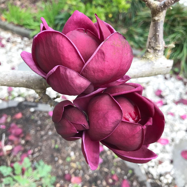 Magnolia 'Genie'