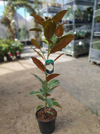 Magnolia grandiflora 'Double Nantais' (Nannetensis)