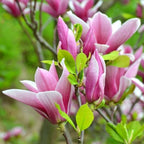 Magnolia 'George Henry Kern'