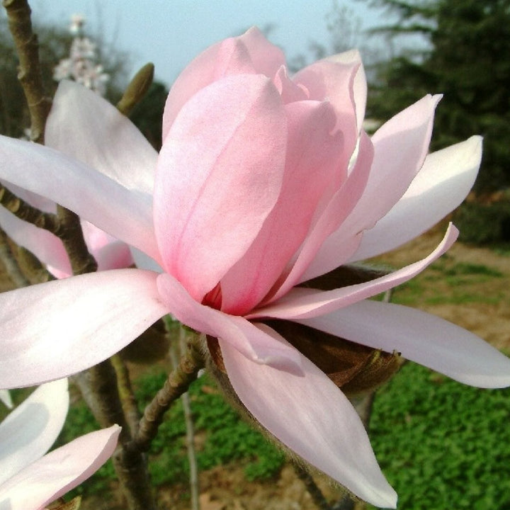 Magnolia 'Pink Beauty'