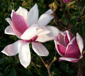 Magnolia 'Satisfaction'