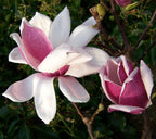 Magnolia 'Satisfaction'