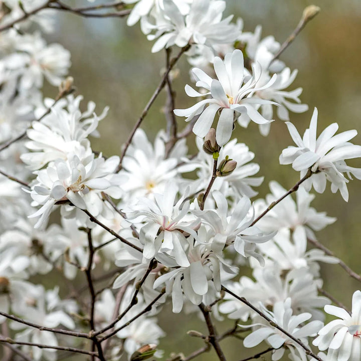 Magnolia Stellata