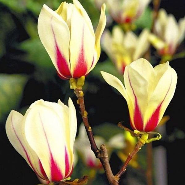 Magnolia 'Sunrise'
