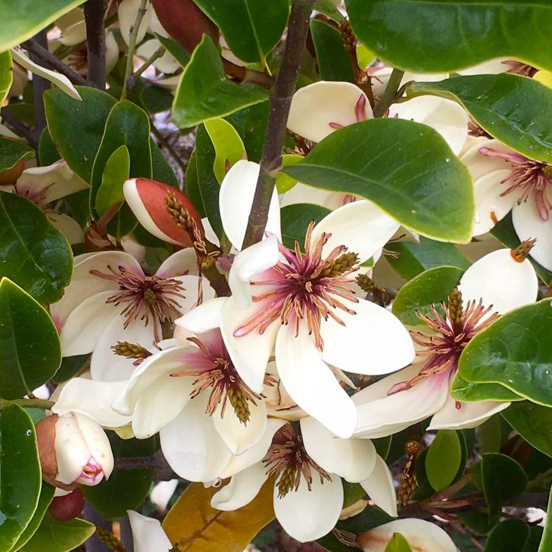 Magnolia Michelia 'White Caviar' - flori parfumate