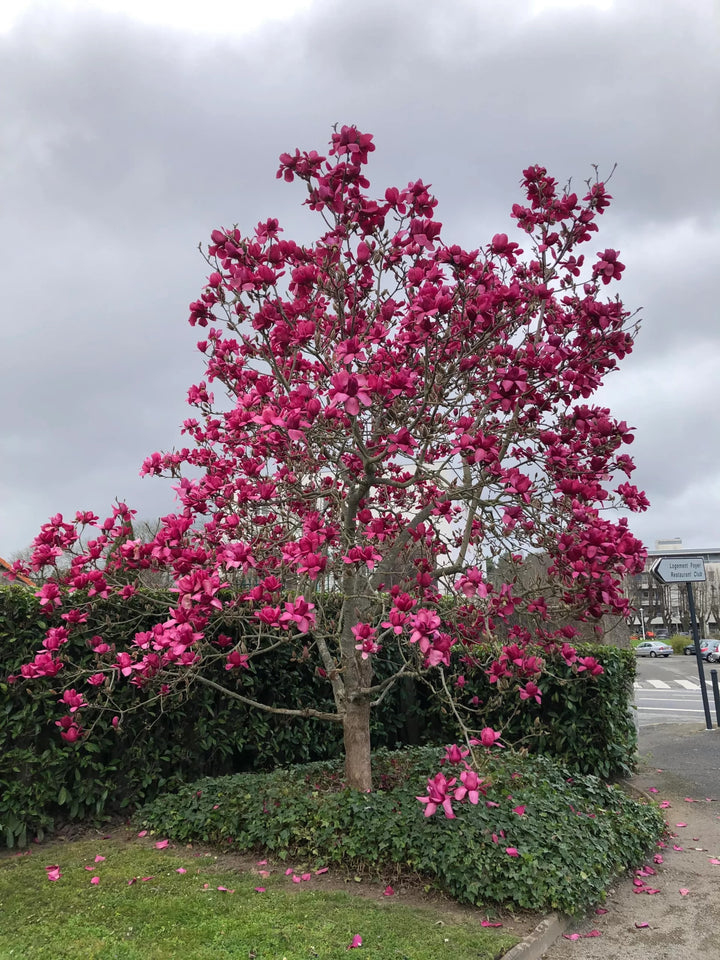 Magnolia 'Fire'