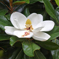Magnolia grandiflora 'Ferruginea' - foliaj vesnic verde, flori uriase, parfumate (exemplare tinere)