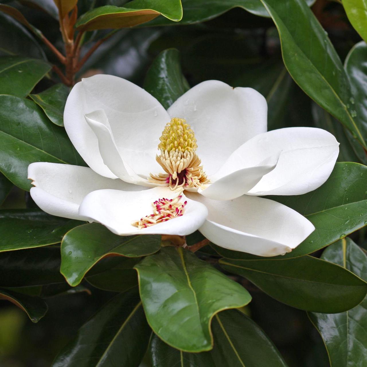 Magnolia grandiflora 'Ferruginea' - fogliame sempreverde, fiori enormi, profumati (esemplari giovani)