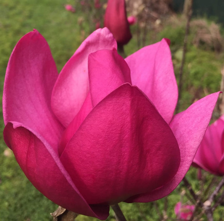 Magnolia 'Pink Pyramid'